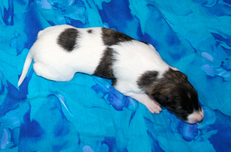 Surf Spots - Boy 2 Right